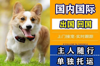 雅安市宠物托运公司雅安市宠物托运公司雅安市宠物托运公司
