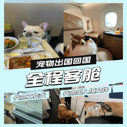 雅安市宠物托运到白俄罗斯宠物入境规定和要求